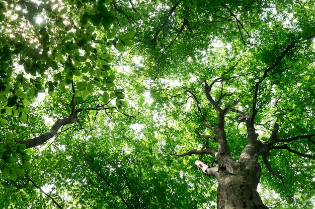 Photo forest trees nature green wood sunlight backgrounds