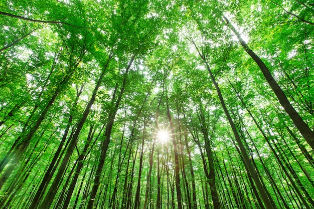 Alberi della foresta. sfondi di natura verde e legno del sole