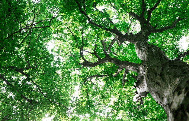 Forest trees. nature green wood sunlight backgrounds