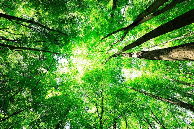 Ambiti di provenienza di legno di luce solare verde della natura degli alberi forestali