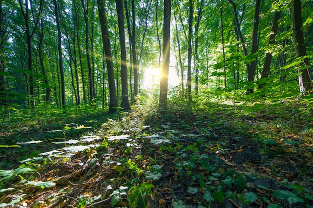 Alberi della foresta. natura verde legno luce del sole s