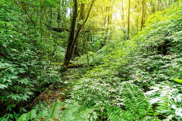 Forest trees. nature green wood sunlight and sky