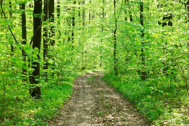 Forest trees. nature green wood sunlights