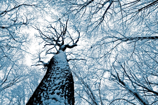 Foto alberi della foresta. natura neve parete in legno.