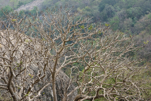 Forest, trees, nature