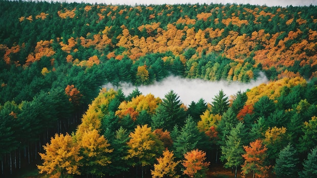 Forest of trees top view