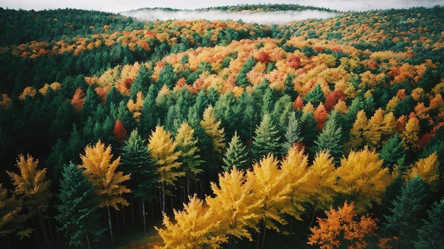 Forest of trees top view