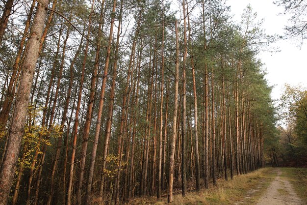 Photo forest trees in veluwe park