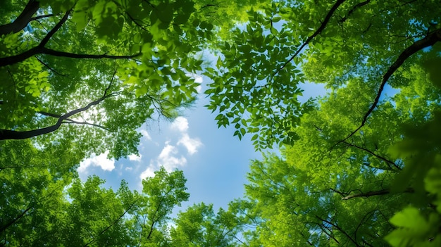 森の木々が下から空を眺める、自然、緑の木、日光、背景