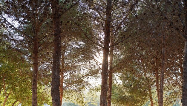 太陽光の反射がある森の木