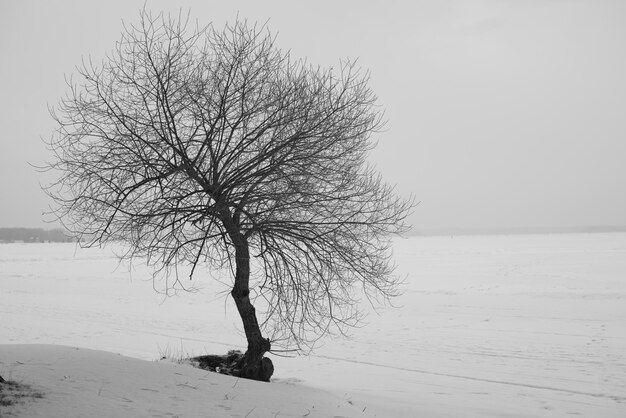 В лесу деревья без листьев