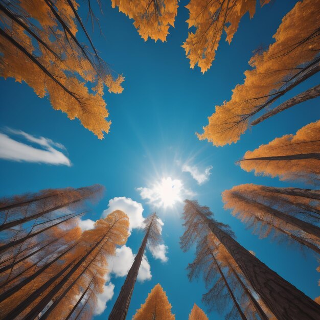 Foto alberi da bosco