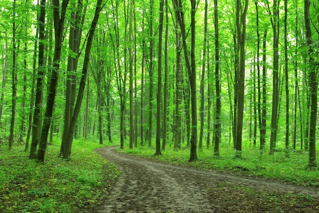 Forest trees