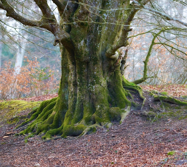 The forest of trolls Rebild Denmark The enchanted forest in Rebild National Park Jutland Denmark