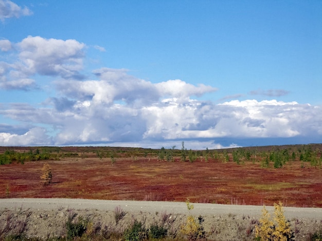 Photo forest tundra landscape in the summer taiga of siberia yamal