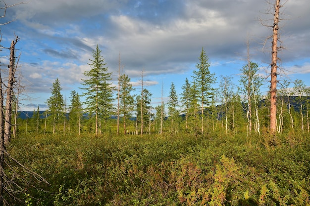 The forest tundra in summer