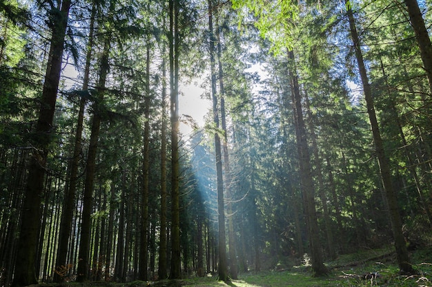 ウクライナのカルパティア山脈の森木々の間から太陽が輝いています