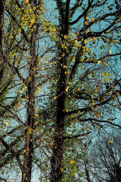 Foto vista sulla foresta in autunno a istanbul nella vista