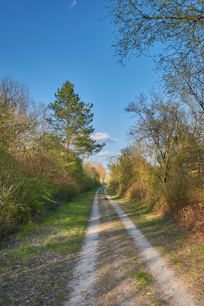 Forest walkway and green trees