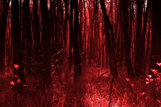 forest wallpaper