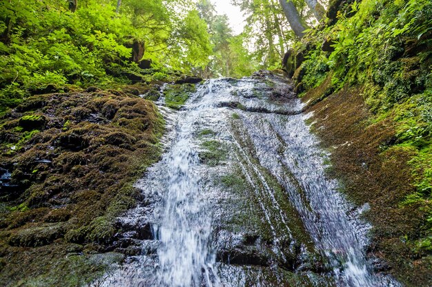 Forest waterfalls in the mountains