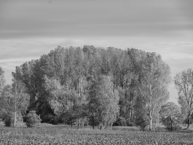 forest in westphal