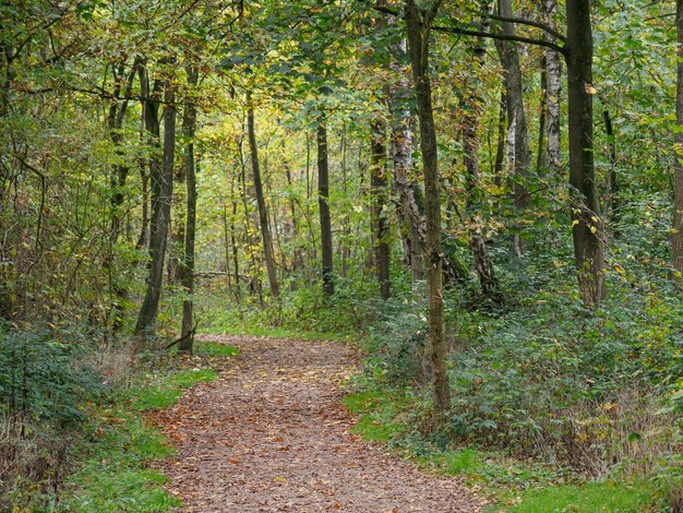 Photo forest in westphalia