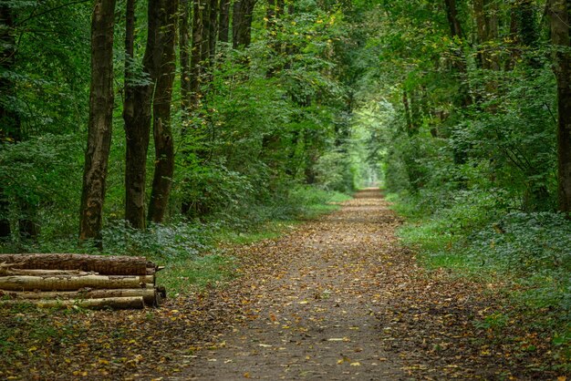 Photo forest in westphalia