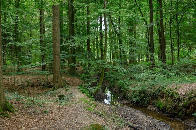 Photo forest in westphalia