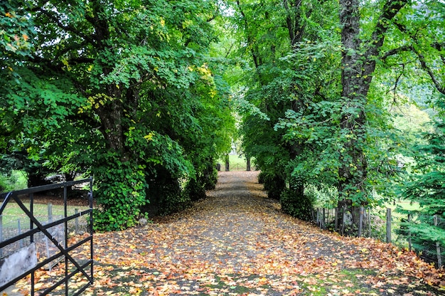 Foresta bagnata scozia