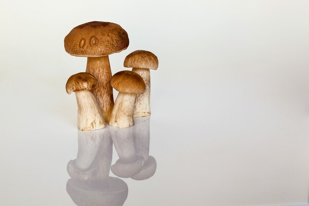 Forest white mushroom on a white background. Autumn is the time to collect forest mushrooms. Fresh mushrooms on the table