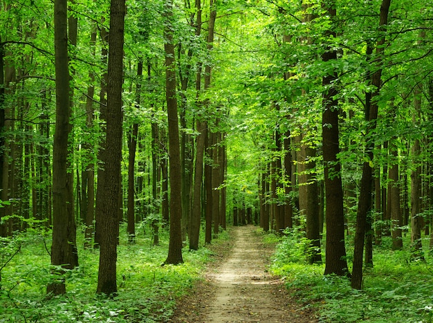 Forest wiht path