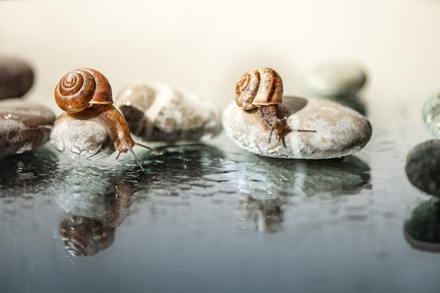 Forest wild snail sits on a large pebble and looks in water mirror