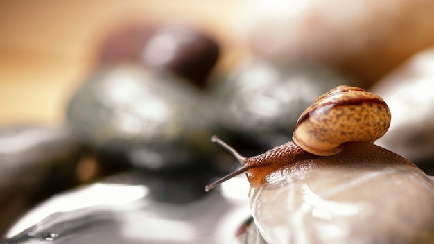 Forest wild snail sits on a large pebble and looks in water mirror