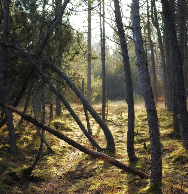 Forest wilderness Uncultivated forest wilderness in Denmark Odde Natural Park