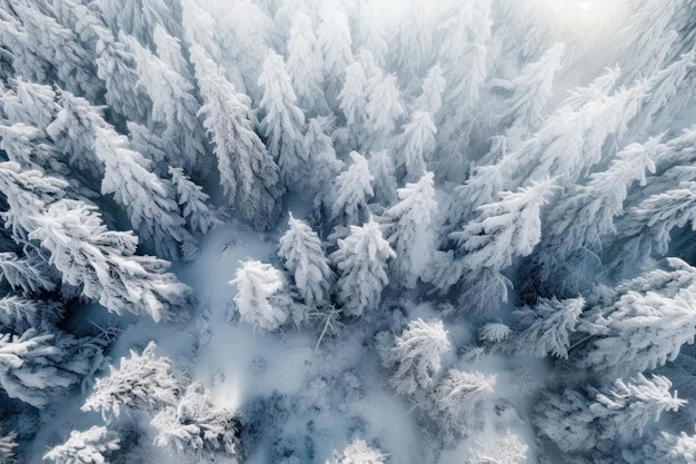 Photo forest in winter top view