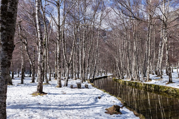 自然公園の雪と葉のない木々のある冬の森