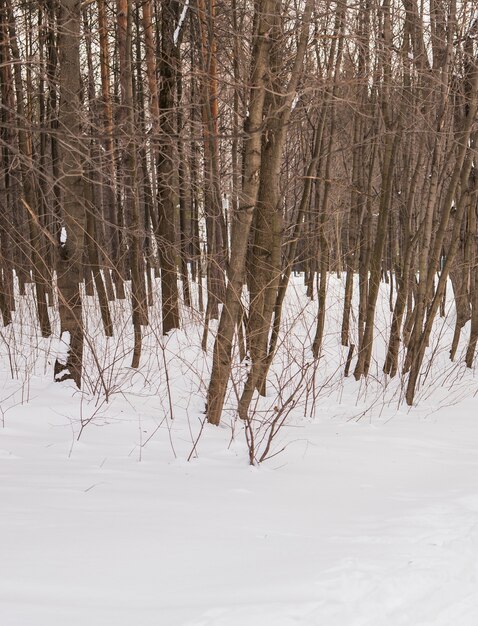 Forest in winter with snow