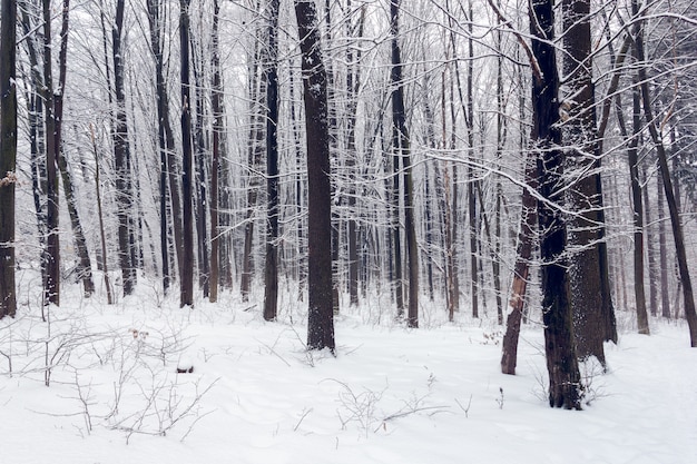 Forest in a winter