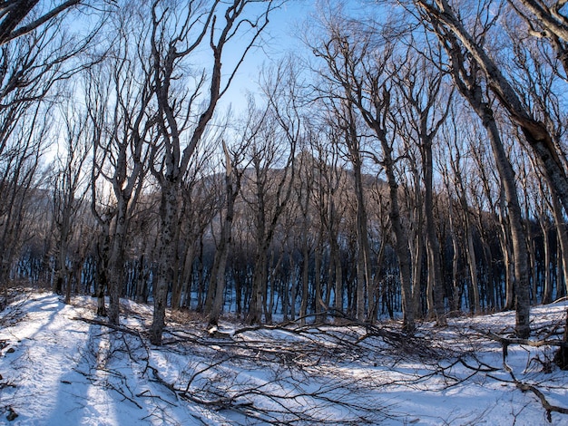 forest in winter