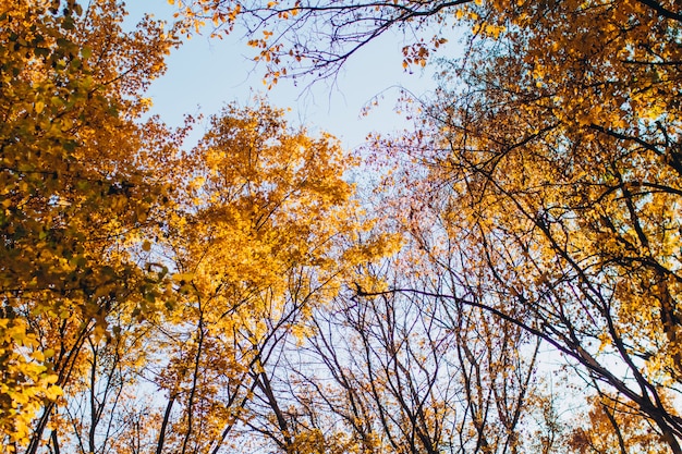 Forest with autumn leaves