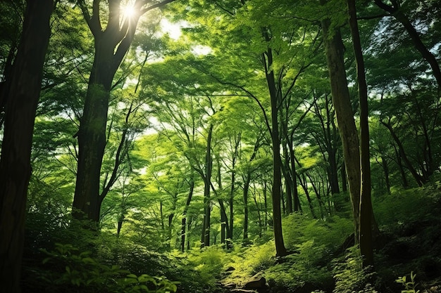 a forest with a bench in the woods