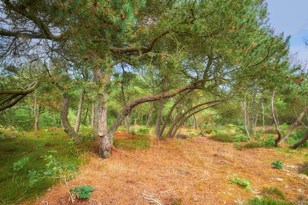 가을에 구부러진 나무와 녹색 식물이 있는 숲 자연의 많은 소나무와 가지의 풍경 스웨덴의 한적한 삼림 환경에서 자라는 많은 미경작 식물과 관목