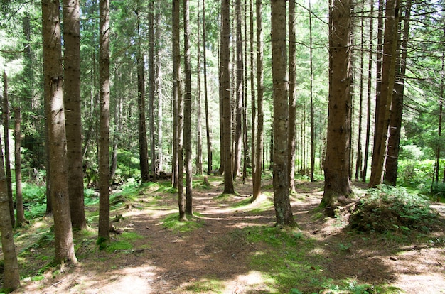 forest with big trees