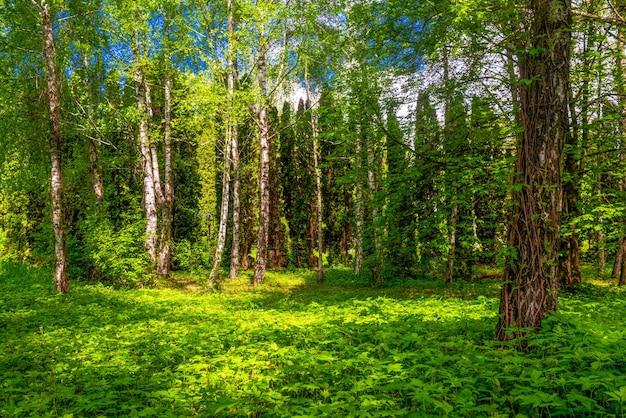 青空を背景に白樺と植生のある森