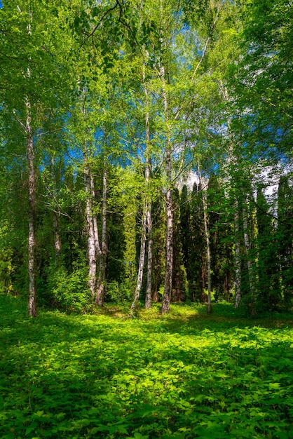 Лес с березами и растительностью на фоне голубого неба