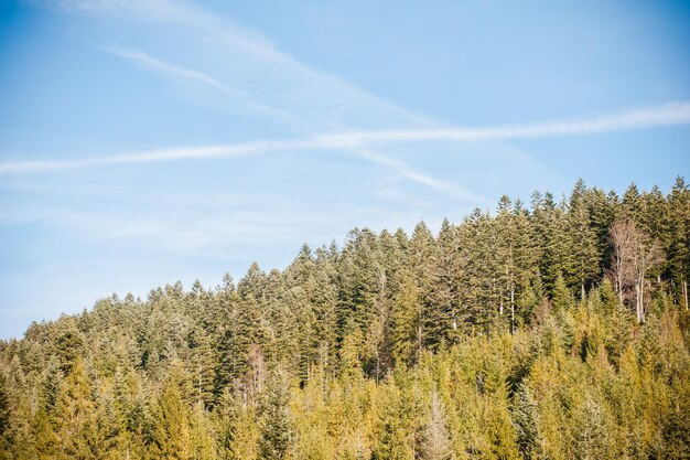 A forest with a blue sky and trees