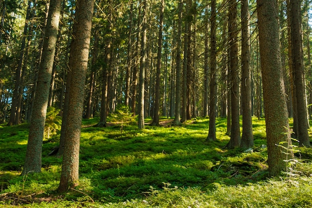 Лес с ярким солнцем сквозь деревья, покрытые зеленым мхом