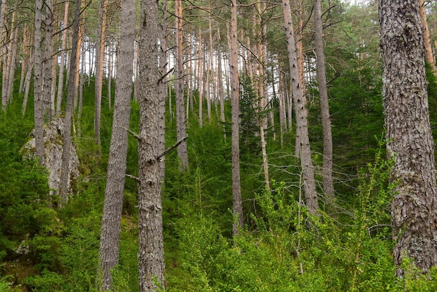 Лес с кустами