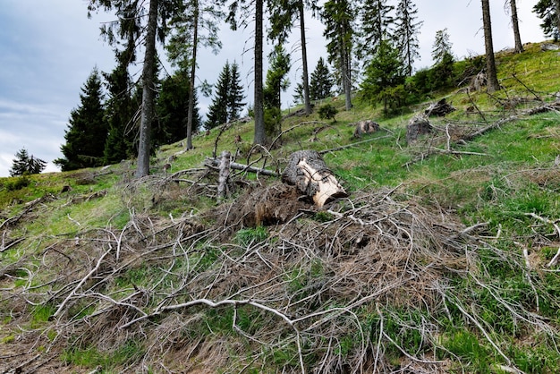 Forest with cut trees and broken branches and mountain vegetation against cloudy sky